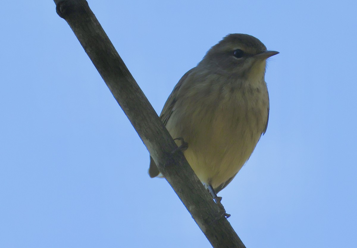 Palm Warbler - ML642827575