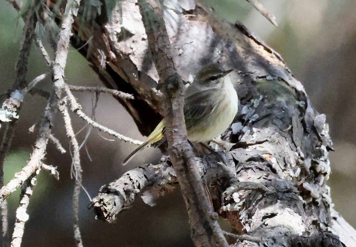 Palm Warbler - ML642827576