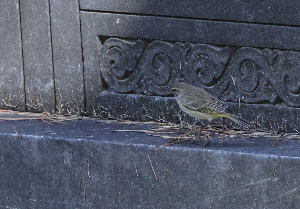 Palm Warbler - ML642827577