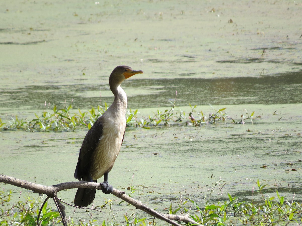 Double-crested Cormorant - ML642827581