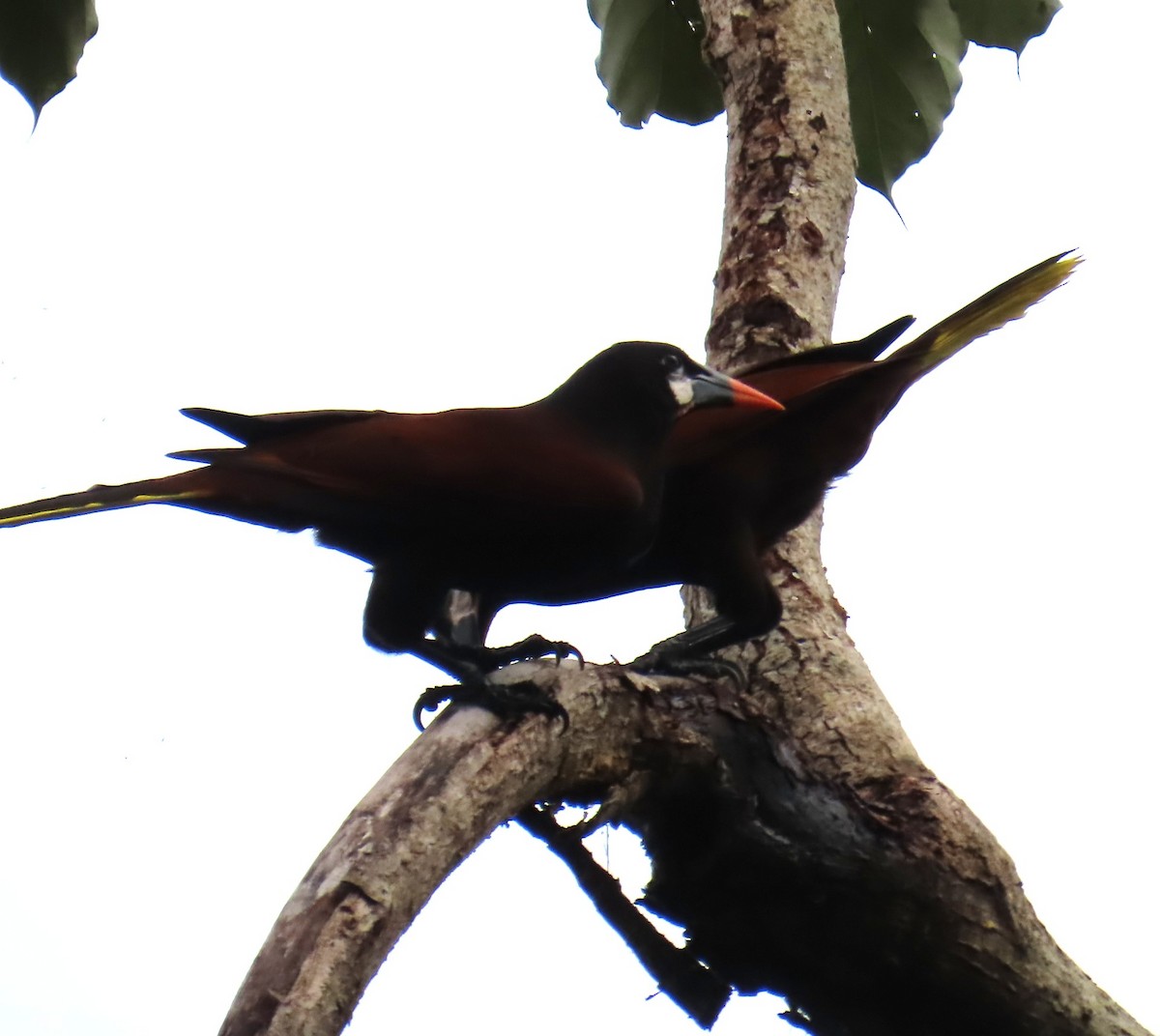 Montezuma Oropendola - ML642827590