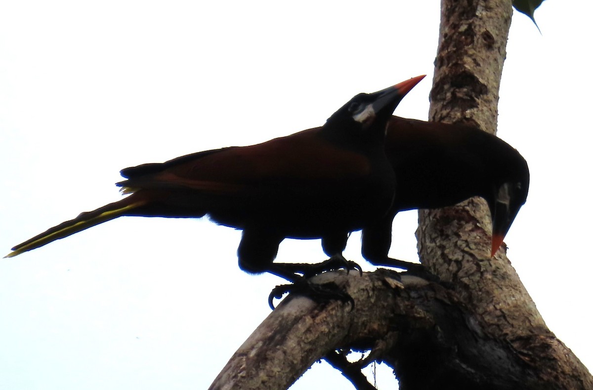 Montezuma Oropendola - ML642827591