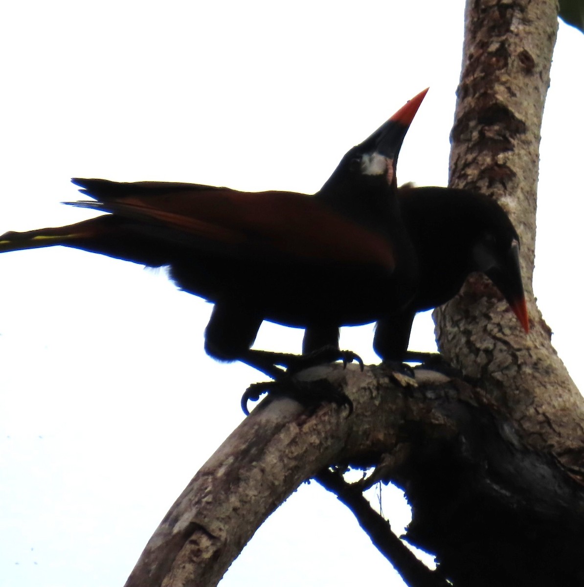 Montezuma Oropendola - ML642827592