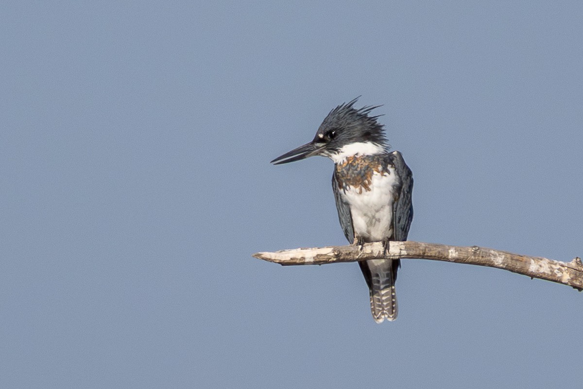 Belted Kingfisher - ML642827593