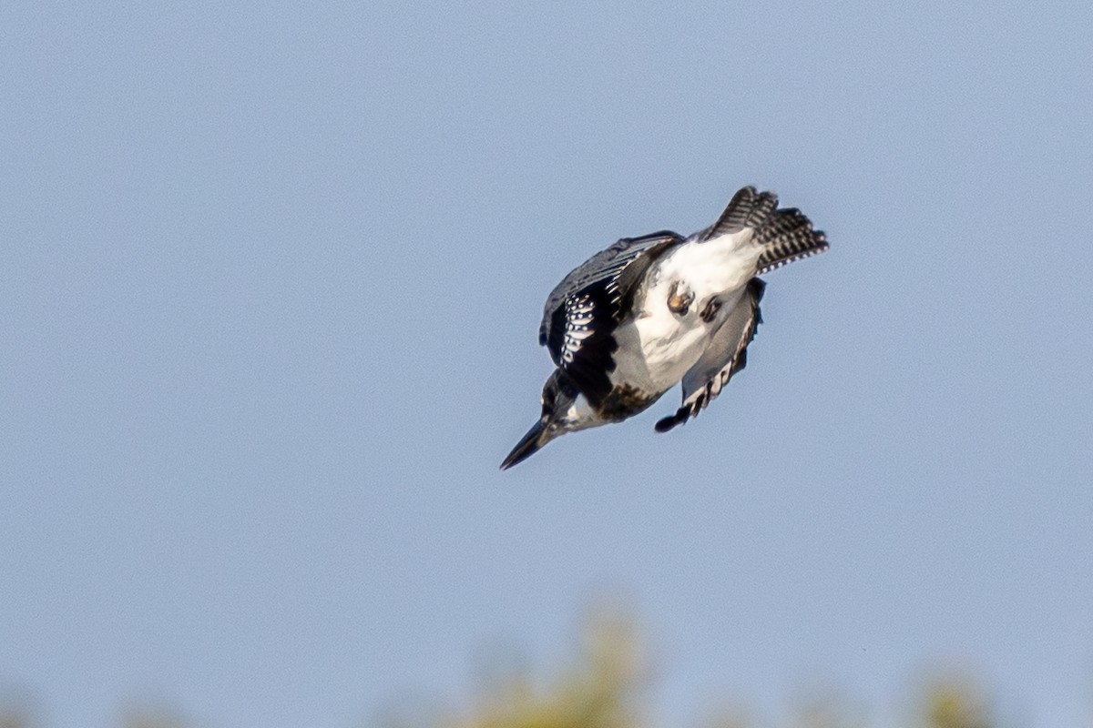 Belted Kingfisher - ML642827594