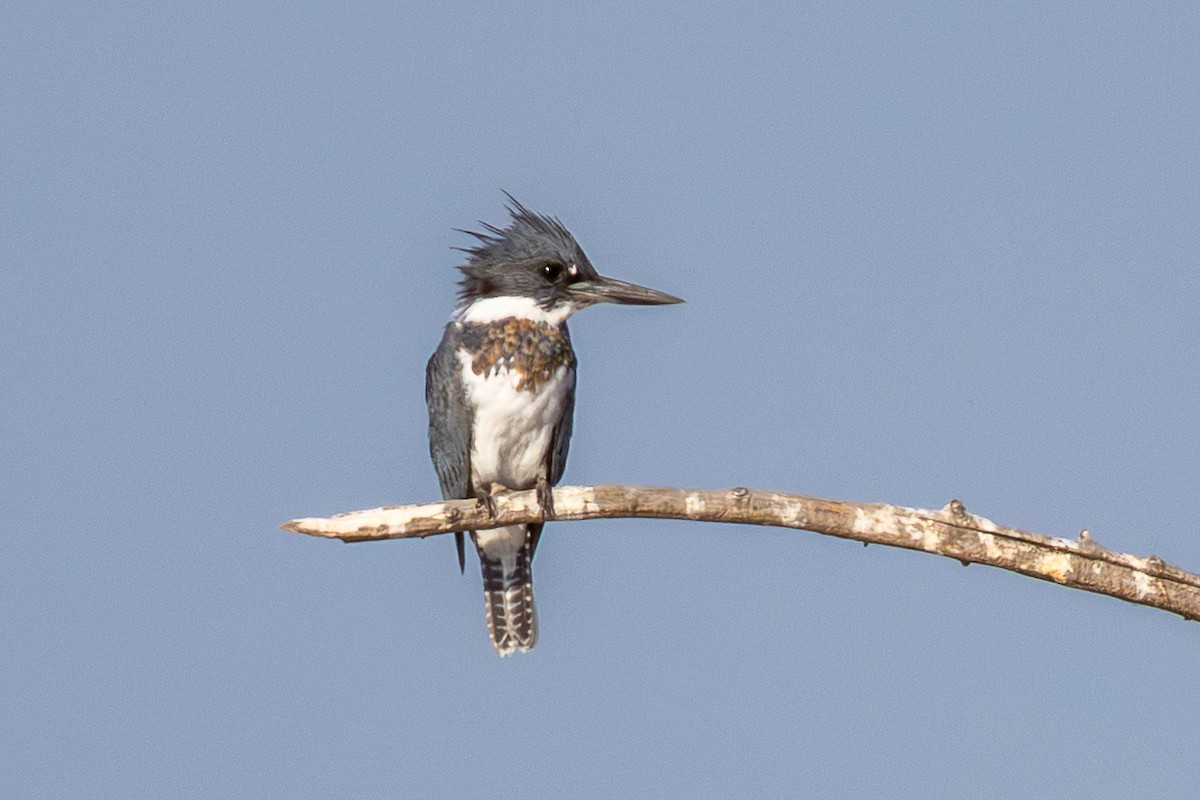 Belted Kingfisher - ML642827596