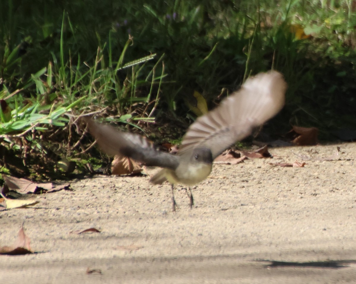 Eastern Phoebe - ML642827598