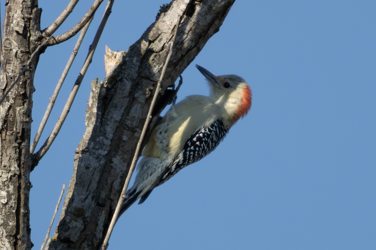 Red-bellied Woodpecker - ML642827599