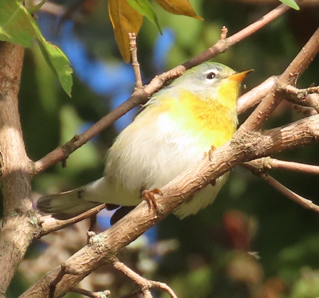 Northern Parula - ML642827600