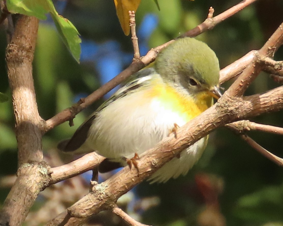 Northern Parula - ML642827601