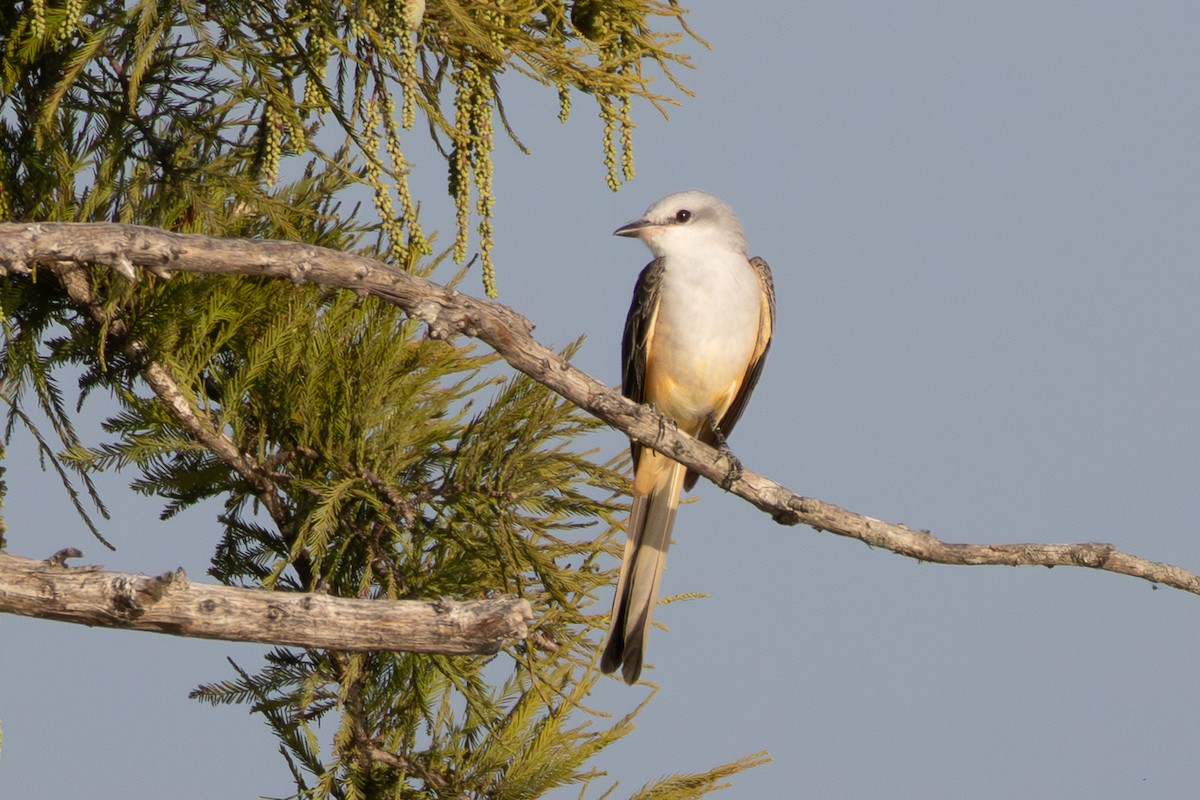 Scissor-tailed Flycatcher - ML642827619
