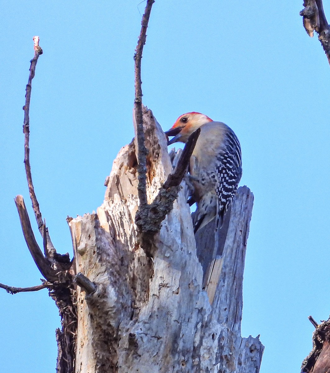 Red-bellied Woodpecker - ML642827620