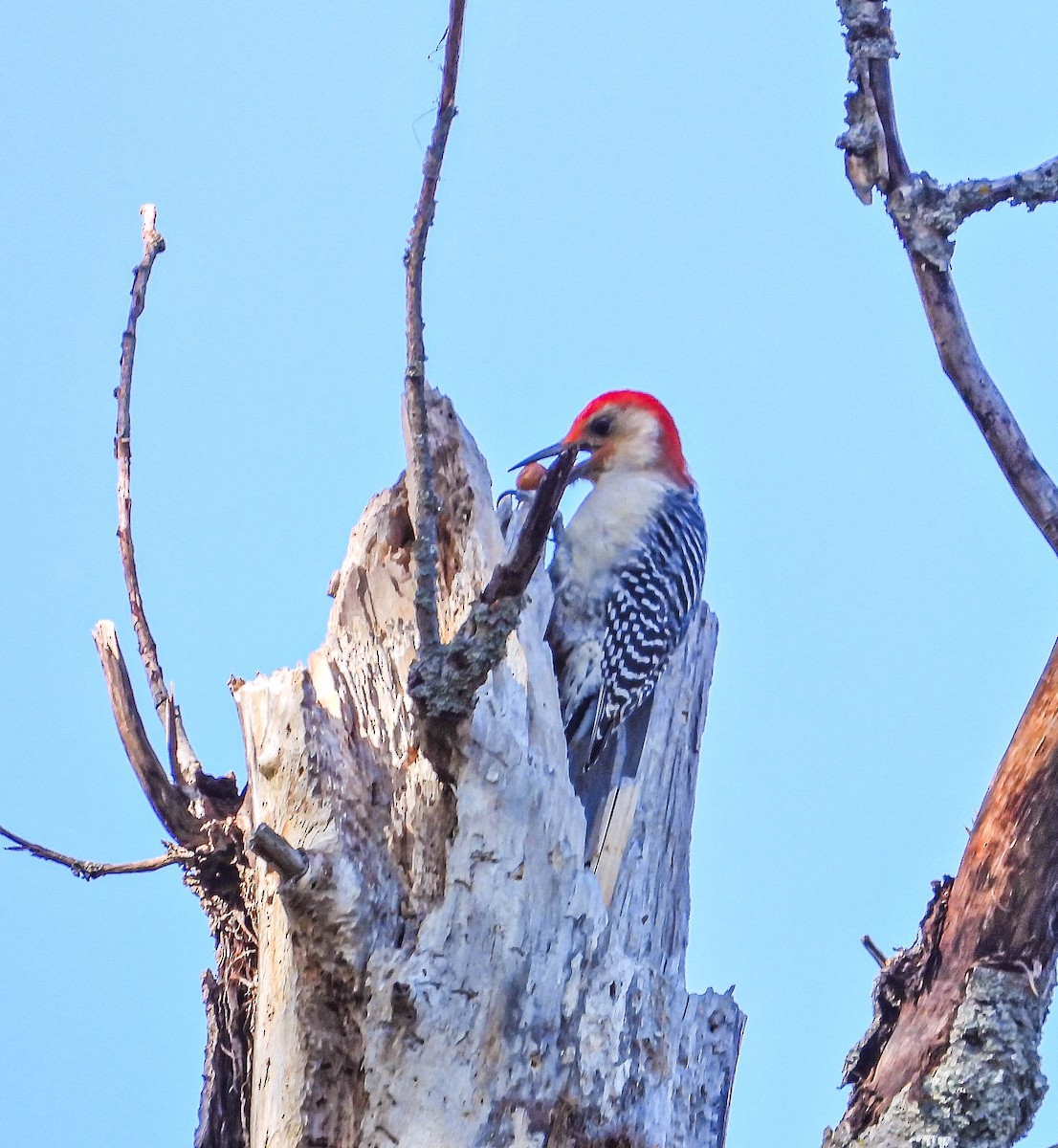 Red-bellied Woodpecker - ML642827623