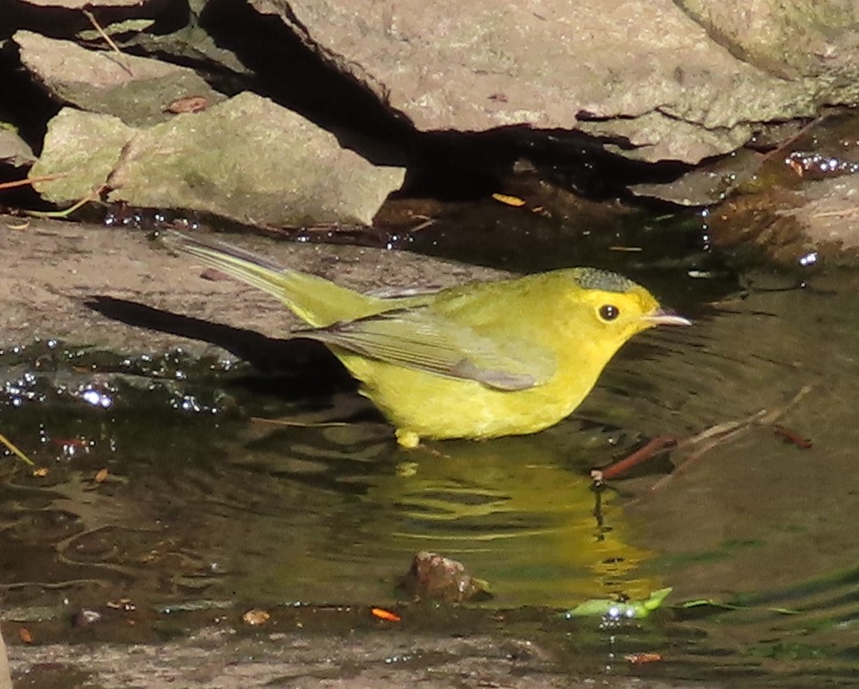 Wilson's Warbler - ML642827624