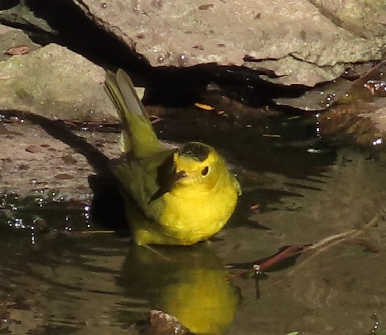 Wilson's Warbler - ML642827625