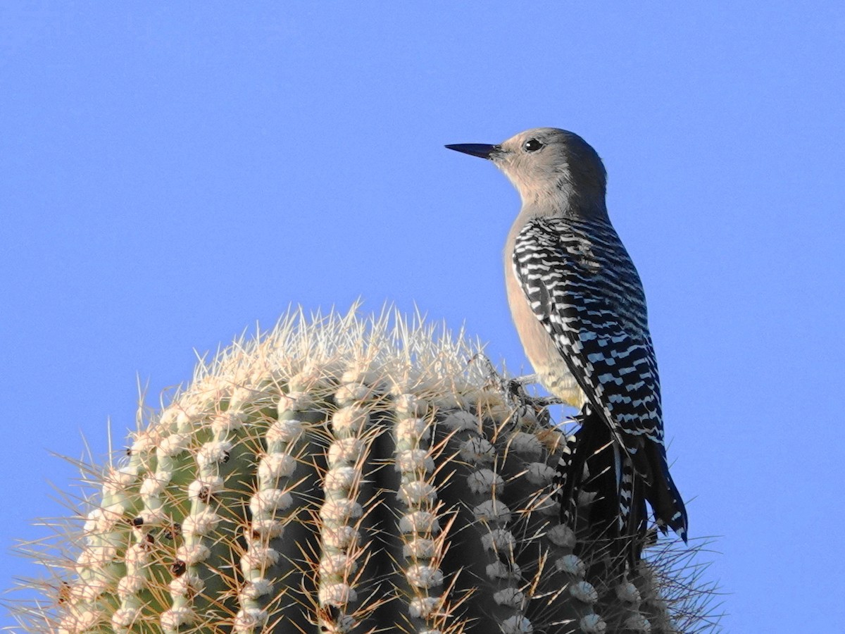 Gila Woodpecker - ML642827626