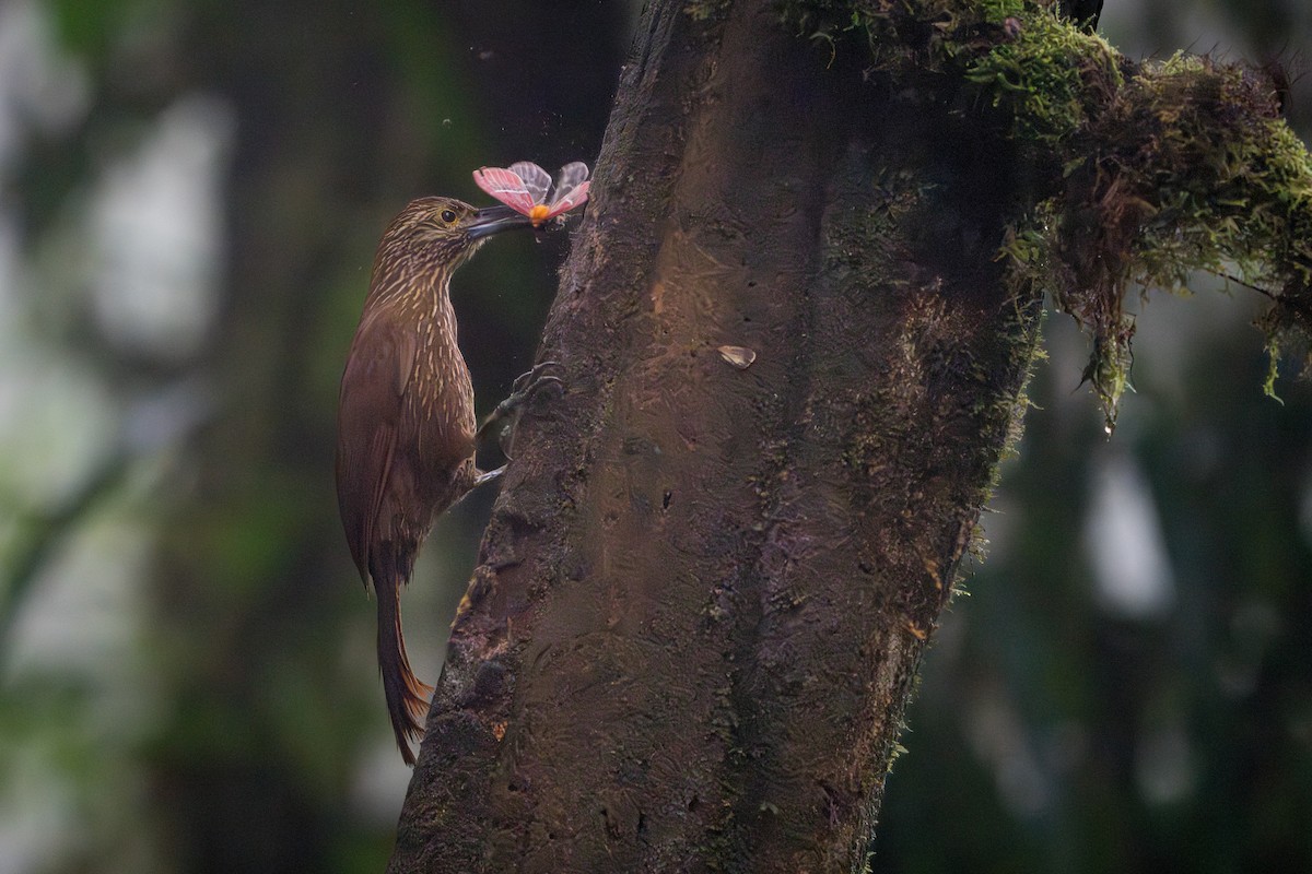 Strong-billed Woodcreeper - ML642827628