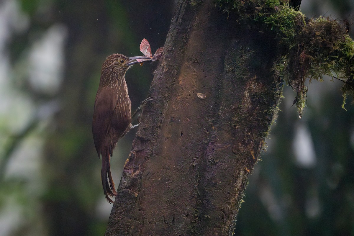 Strong-billed Woodcreeper - ML642827629