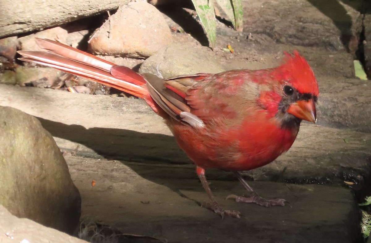 Northern Cardinal - ML642827639