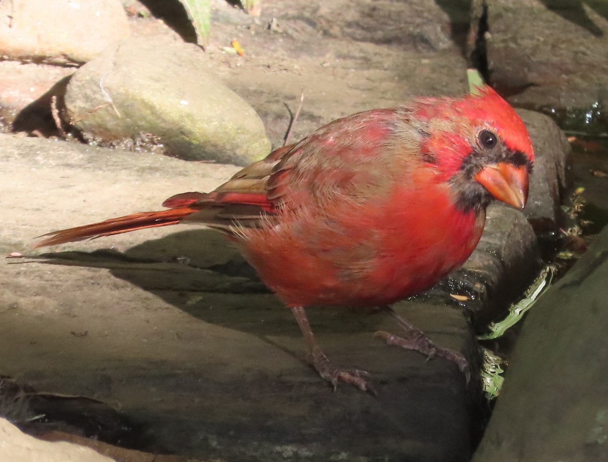 Northern Cardinal - ML642827640