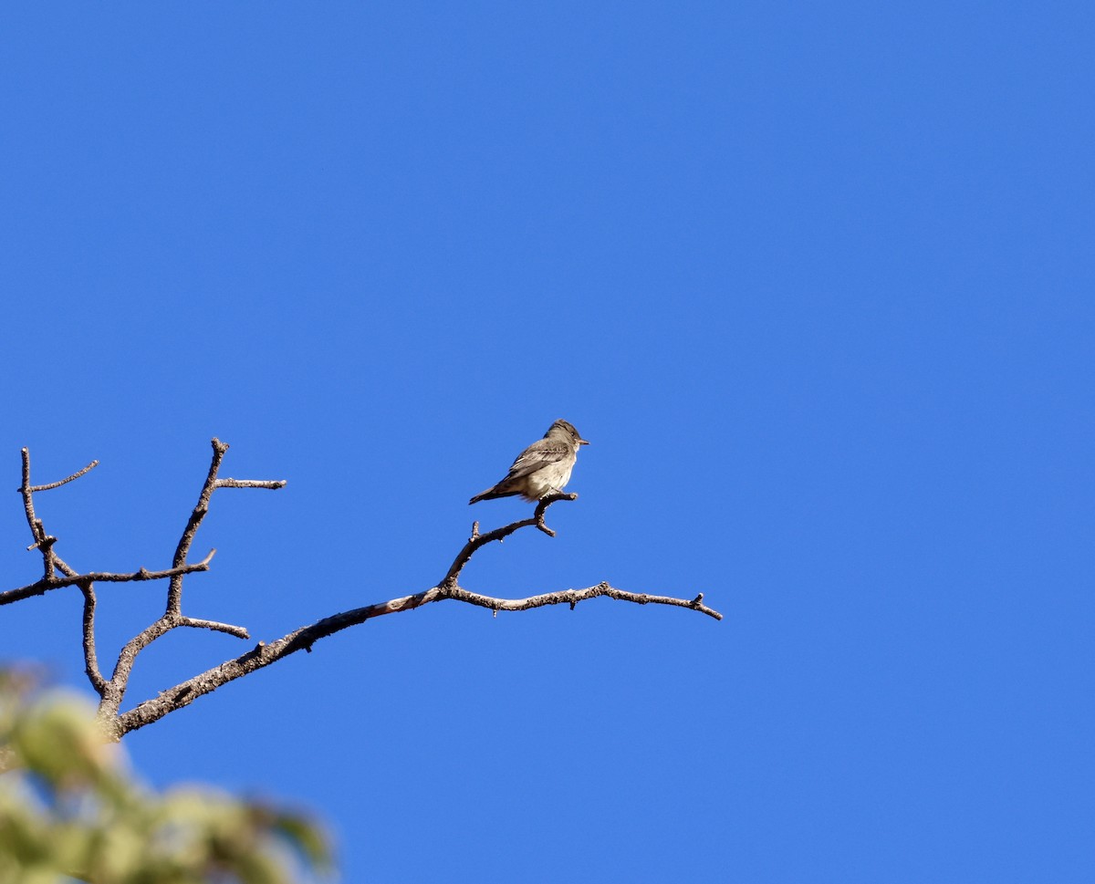 Olive-sided Flycatcher - ML642827677