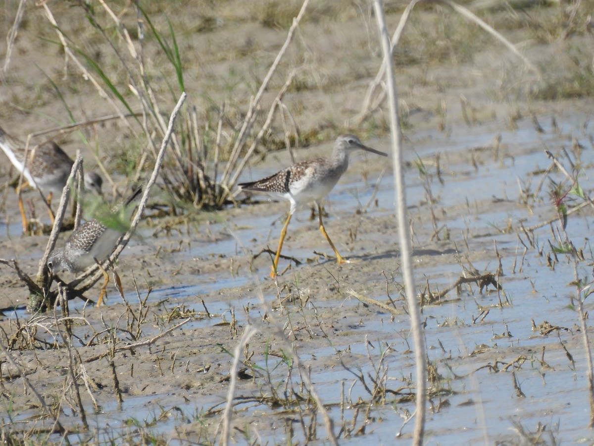 gulbeinsnipe - ML642827679