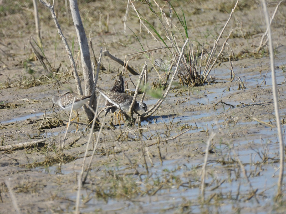 gulbeinsnipe - ML642827680