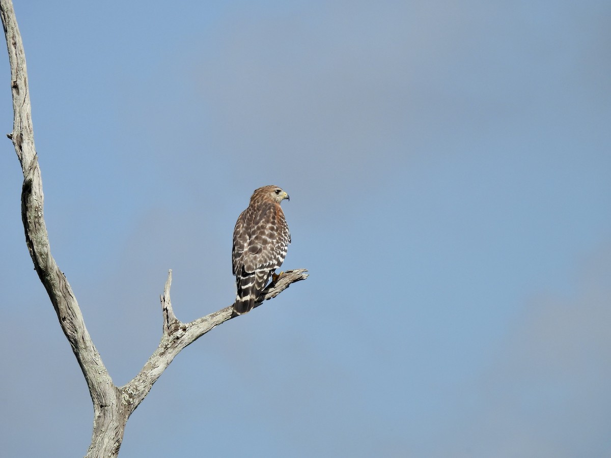 Red-shouldered Hawk - ML642827683