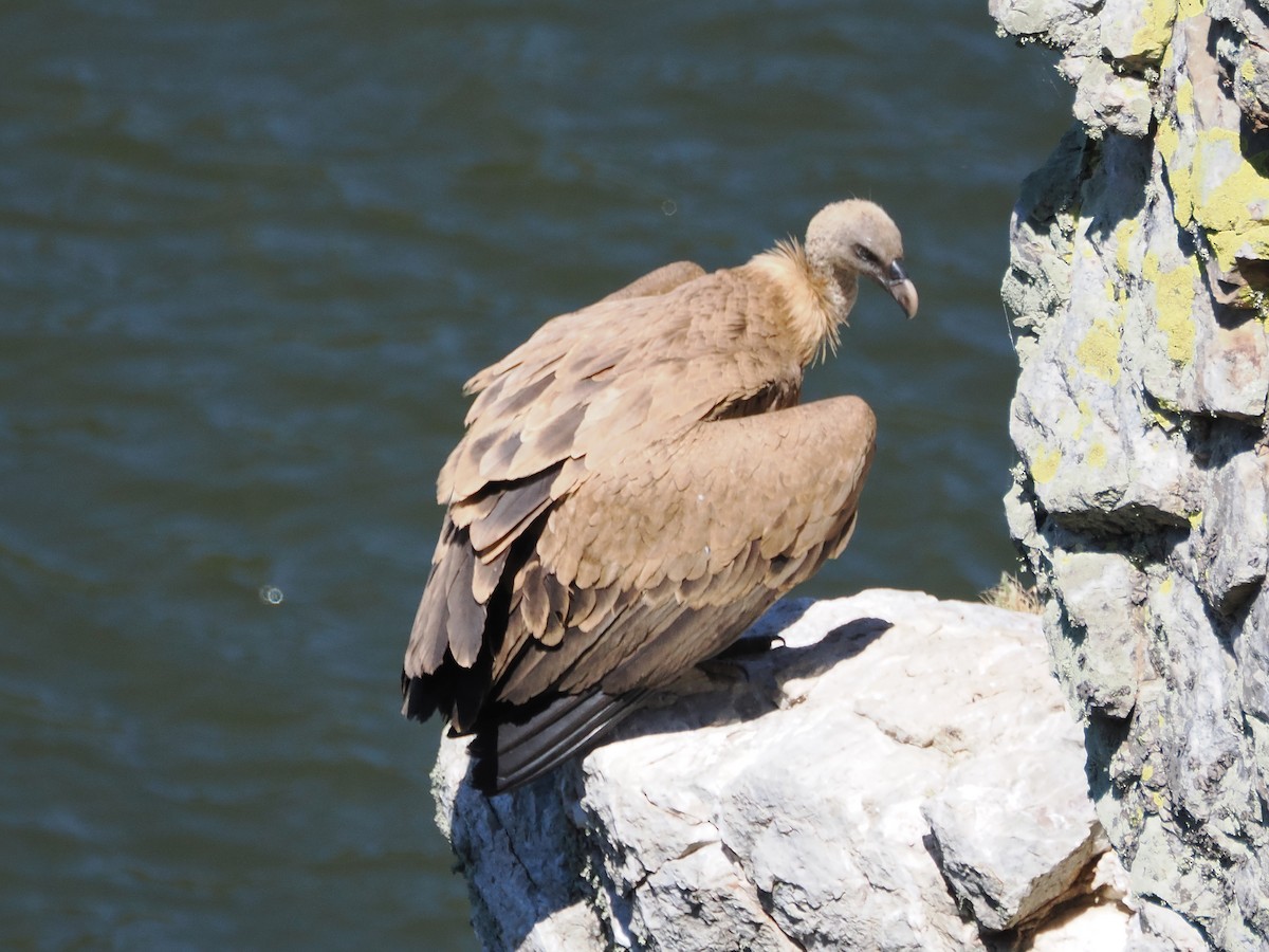 Eurasian Griffon - ML642827698