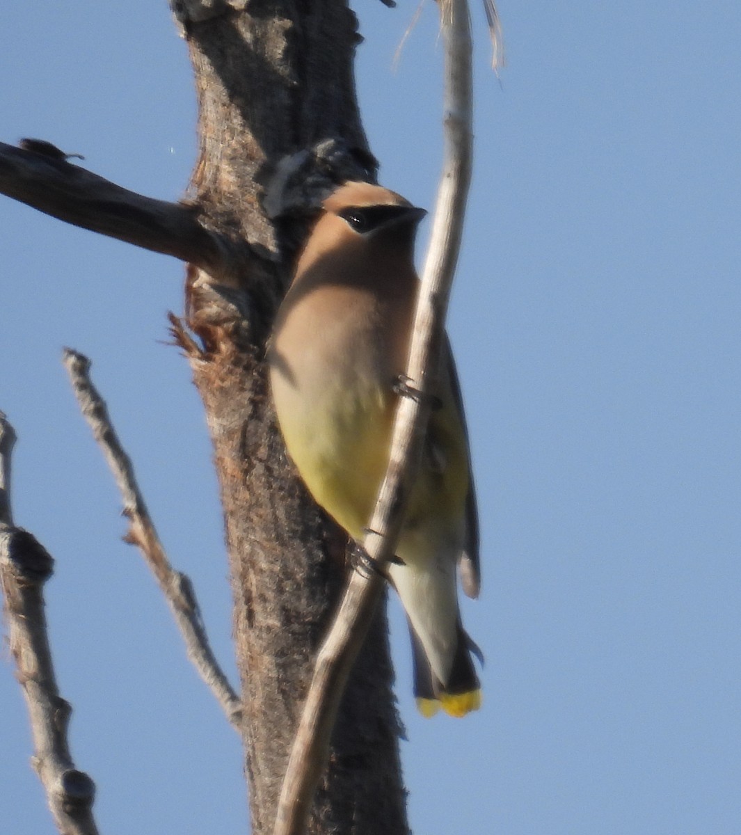 Cedar Waxwing - ML642827719