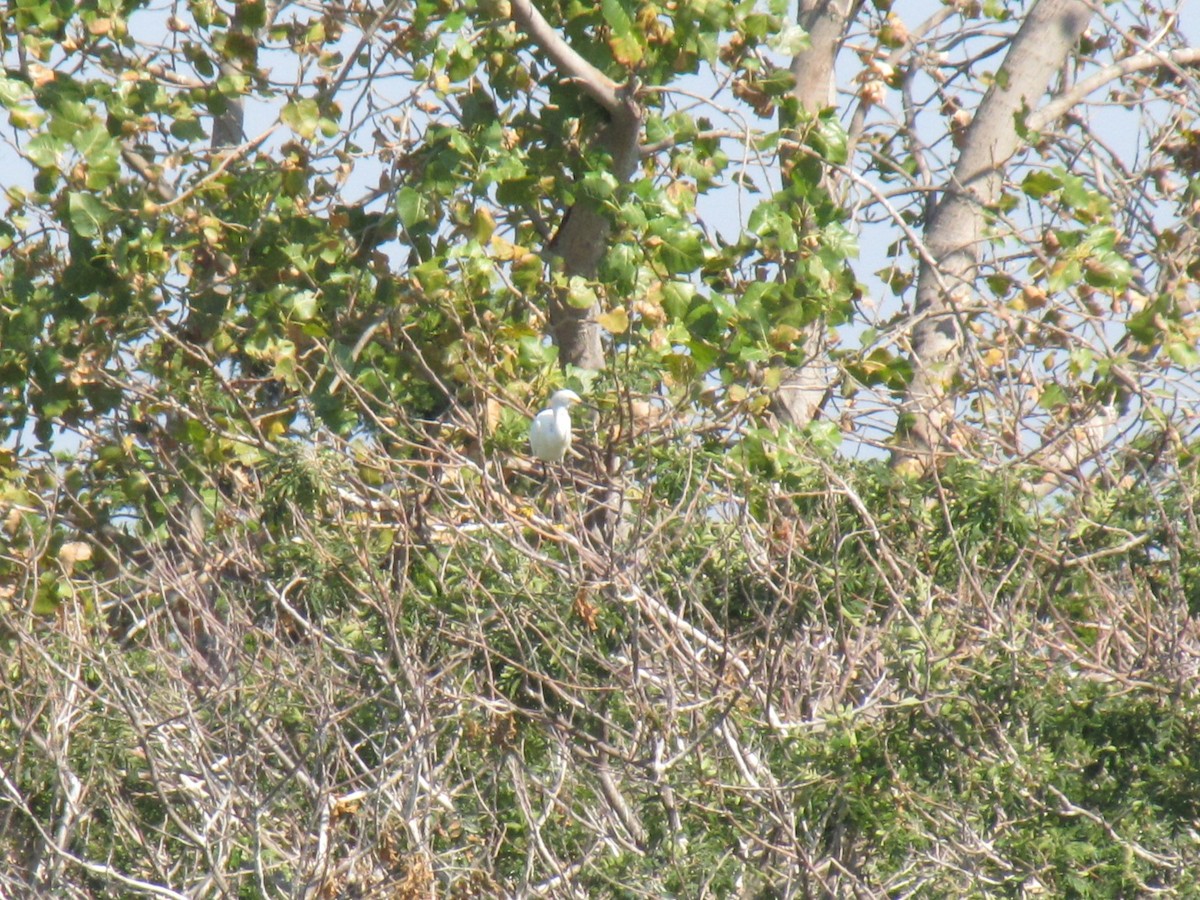 Snowy Egret - ML642827722
