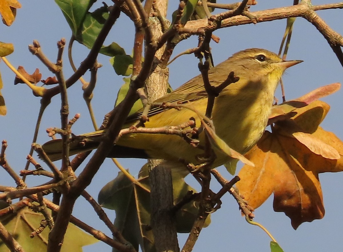 Palm Warbler - ML642827725