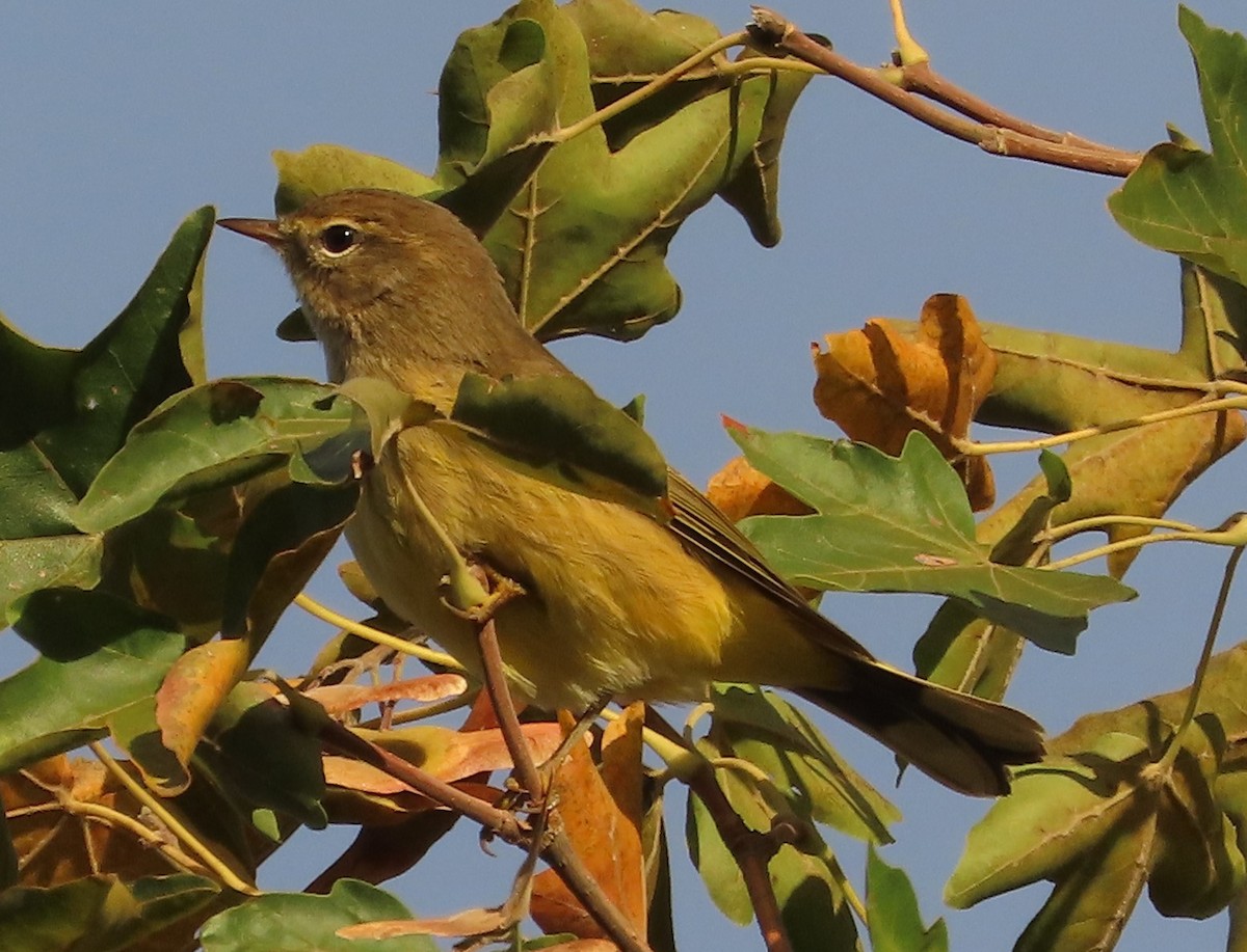 Palm Warbler - ML642827726