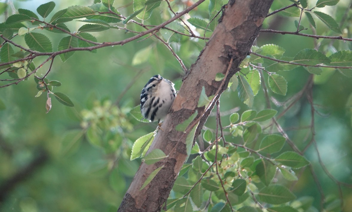 Black-and-white Warbler - ML642827731