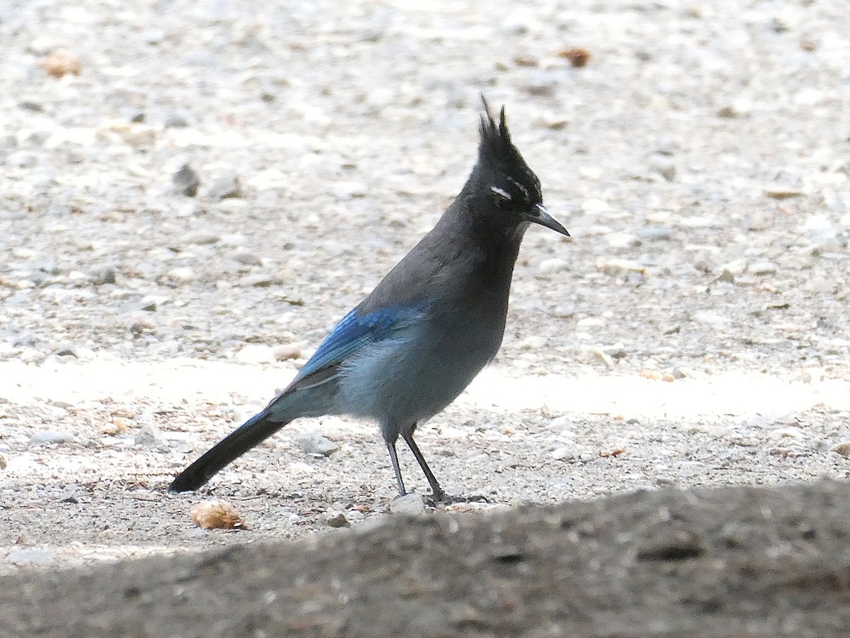 Steller's Jay - ML642827741