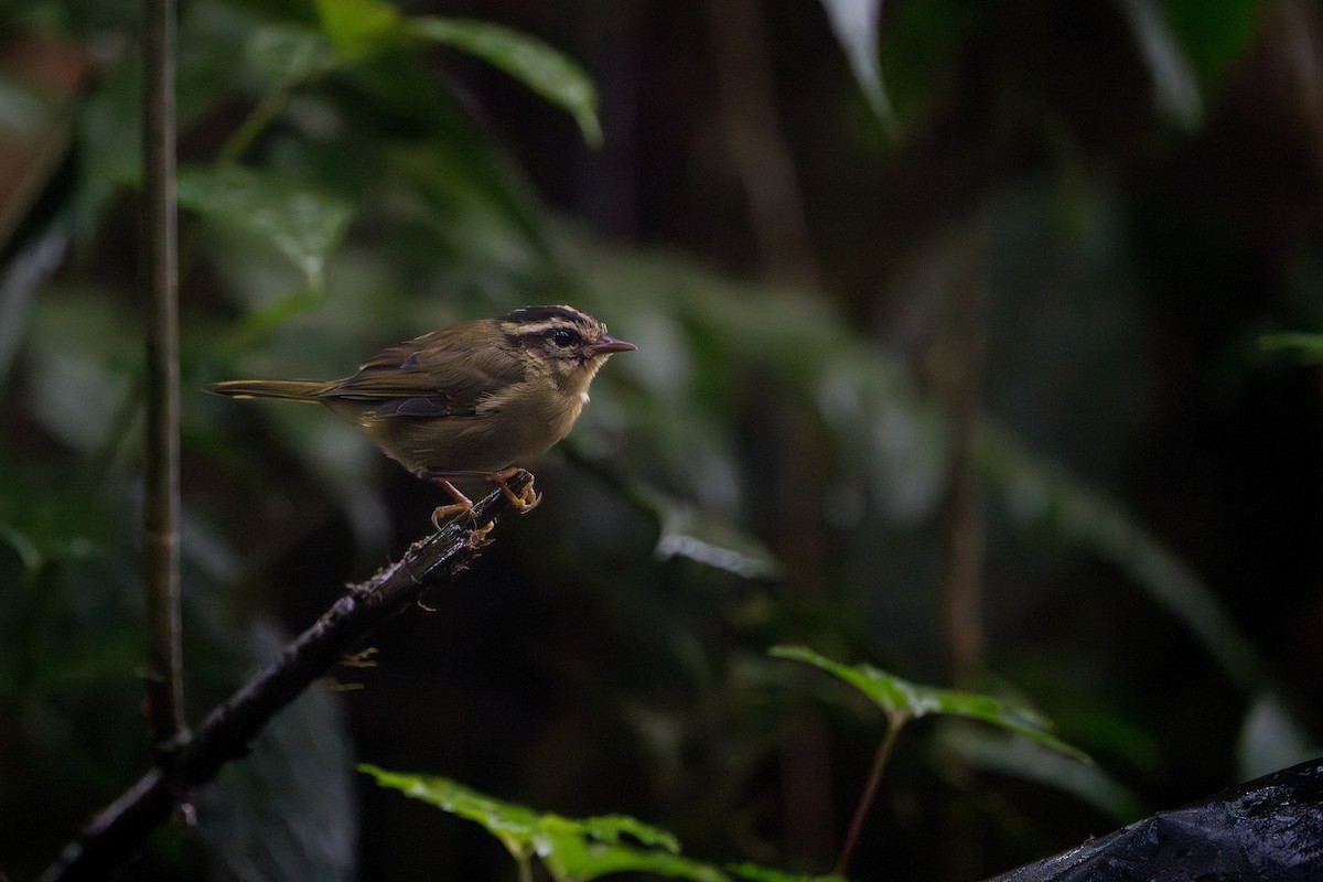 Three-striped Warbler - ML642827746