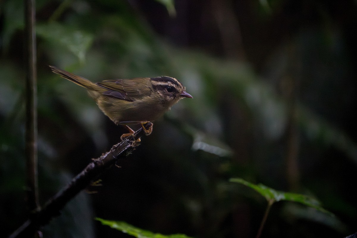 Three-striped Warbler - ML642827747
