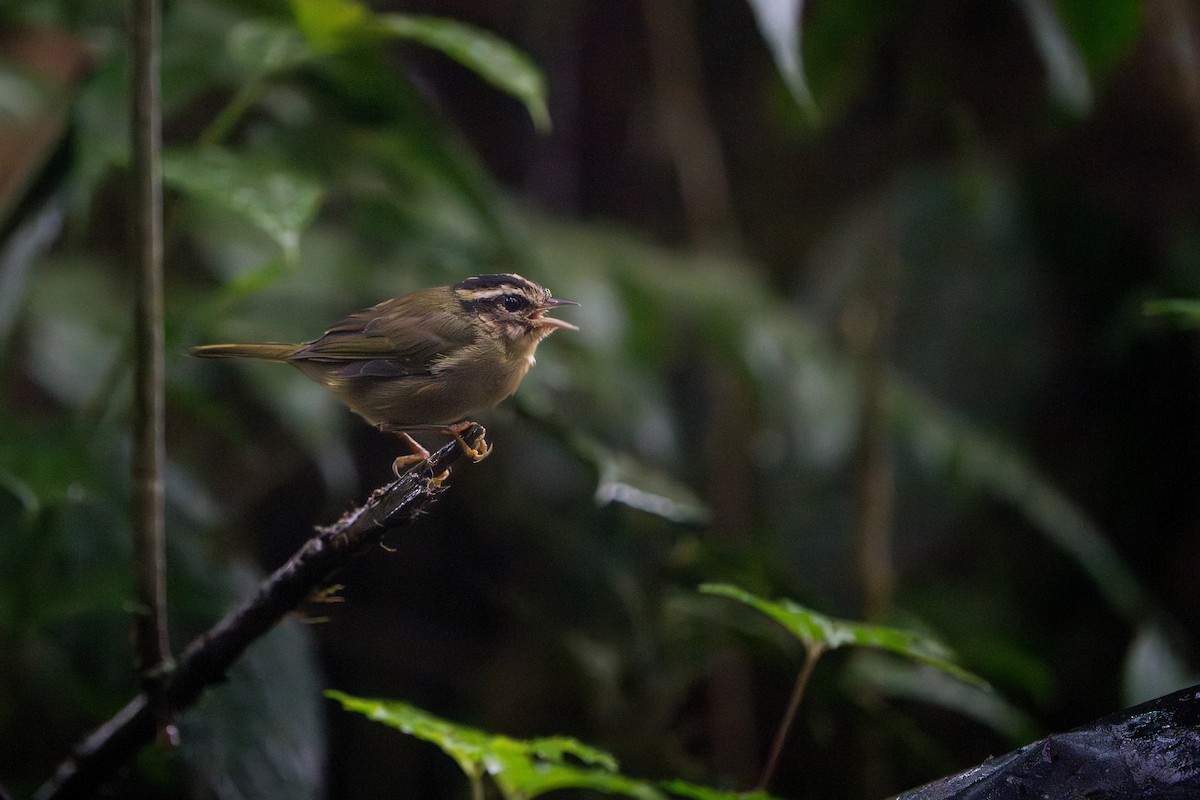 Three-striped Warbler - ML642827748