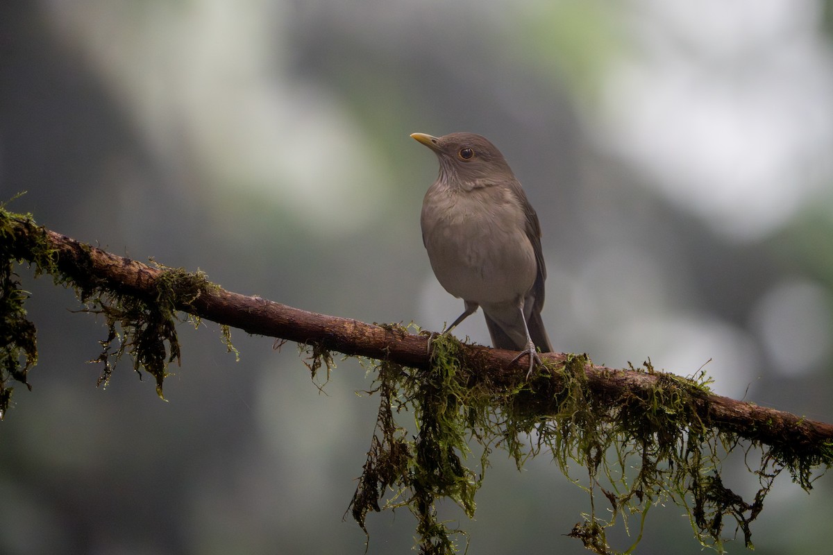 Ecuadorian Thrush - ML642827757