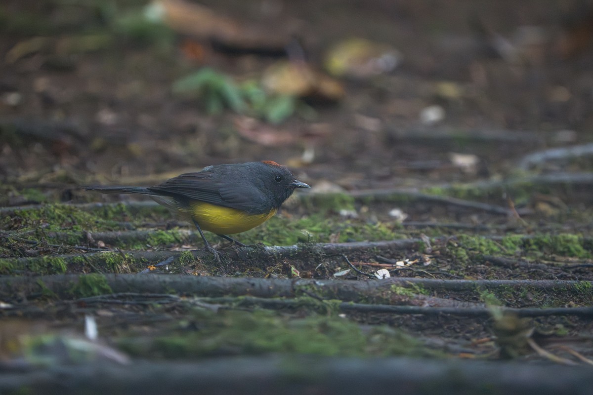Slate-throated Redstart - ML642827760