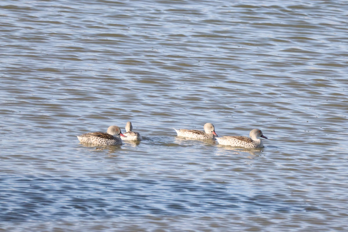 Cape Teal - ML642827762