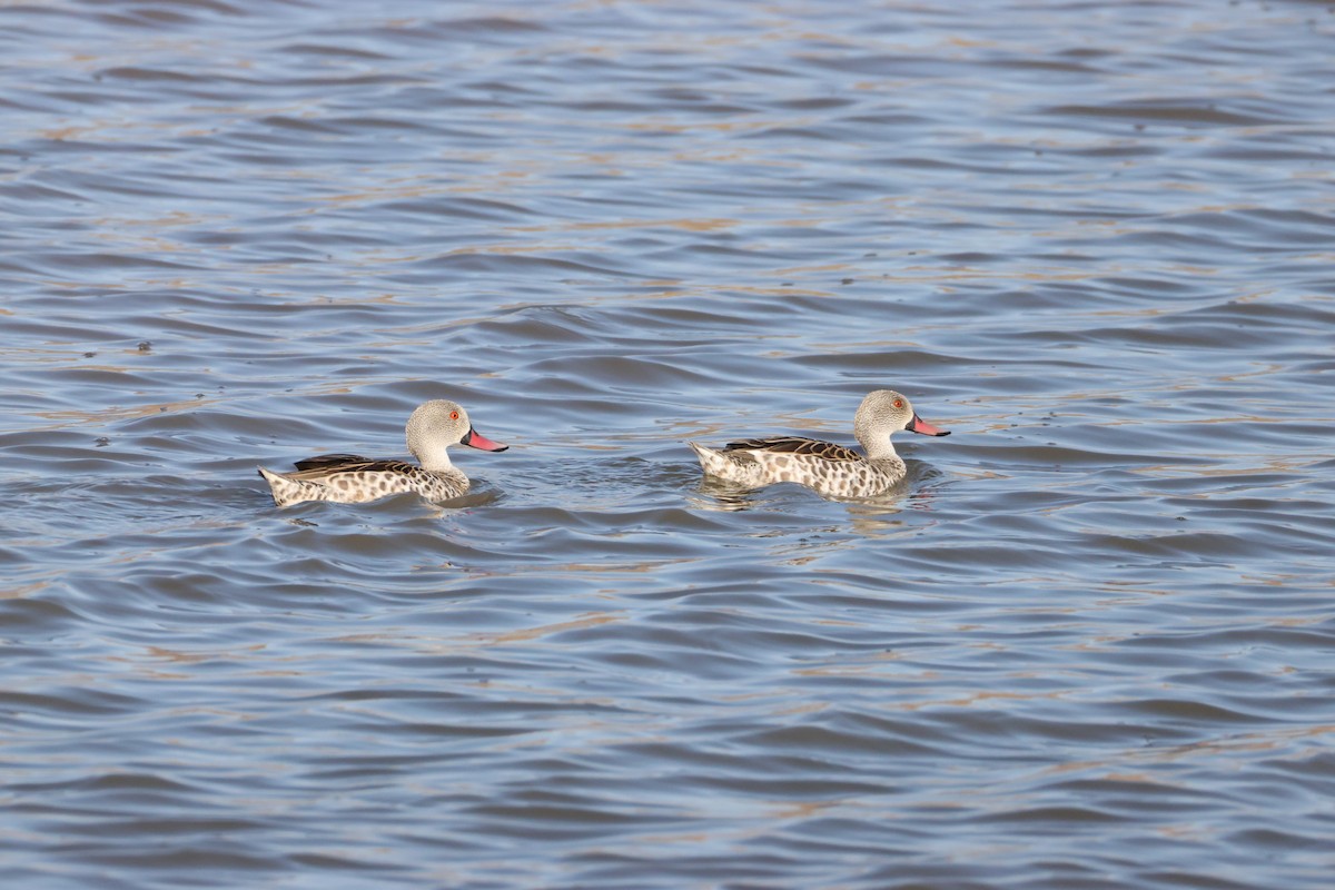 Cape Teal - ML642827763