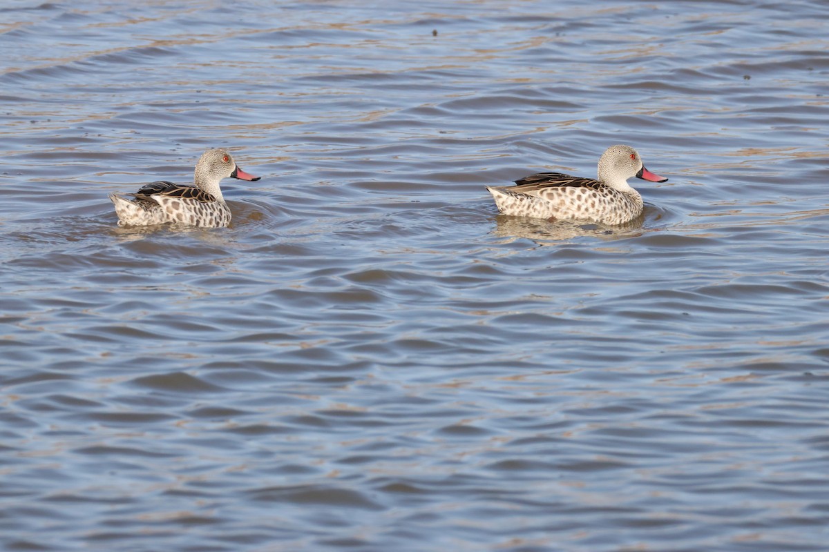 Cape Teal - ML642827764