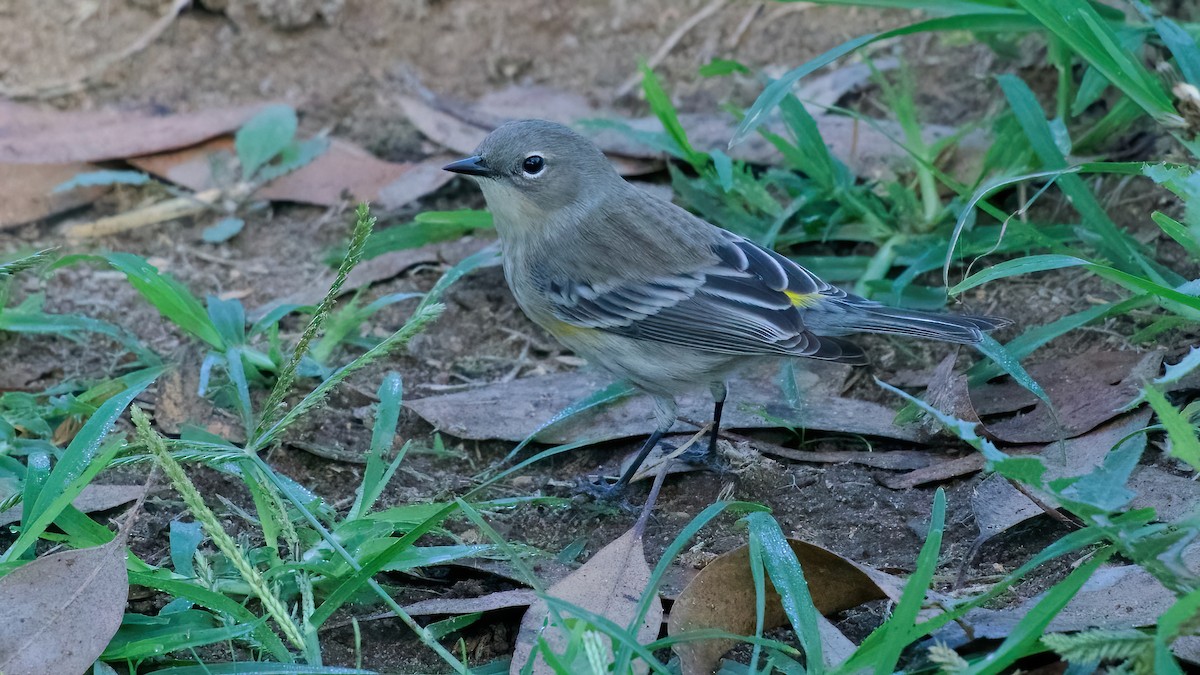 Kronenwaldsänger - ML642827770