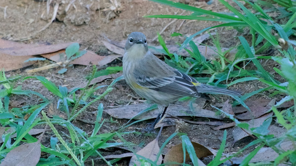 Kronenwaldsänger - ML642827771