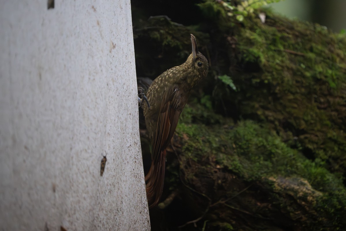 Spotted Woodcreeper - ML642827786