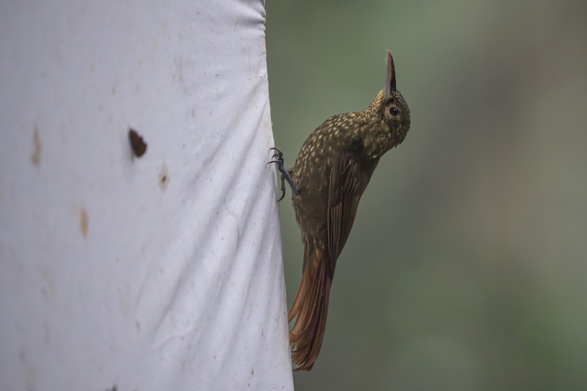 Spotted Woodcreeper - ML642827788