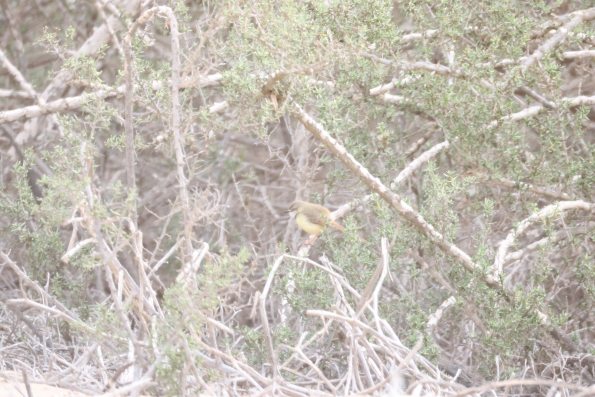 Black-chested Prinia - ML642827789