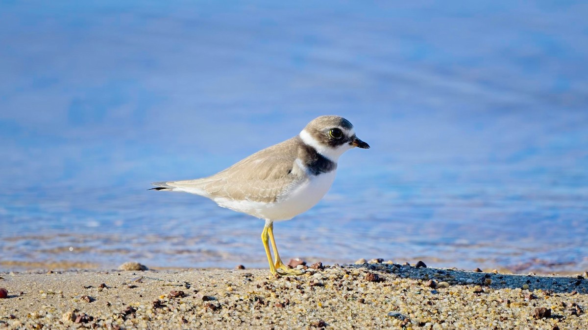 Semipalmated Plover - ML642827790