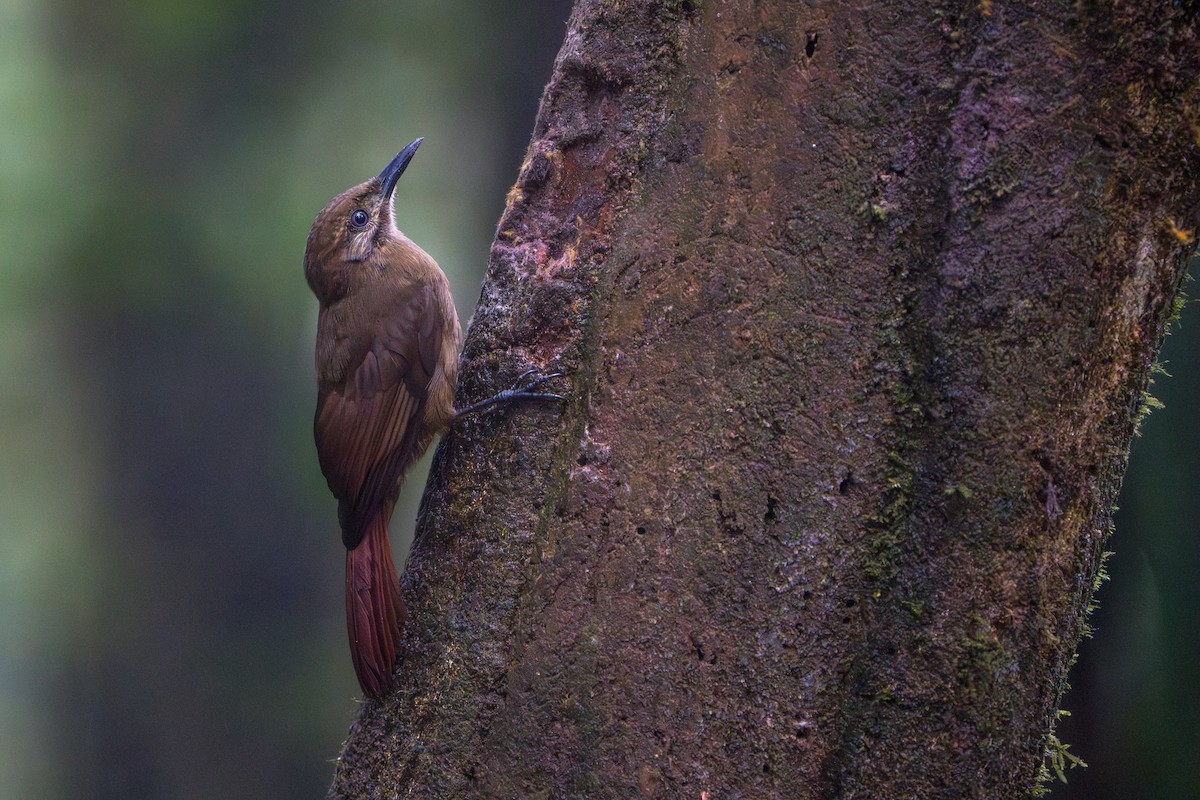 Plain-brown Woodcreeper - ML642827791